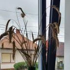 SkizoBor - Sike Balazs Pinceje - Nefelejcs Badacsonytördemic - Egyéb