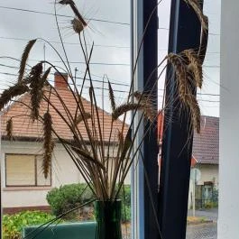 SkizoBor - Sike Balazs Pinceje - Nefelejcs Badacsonytördemic - Egyéb