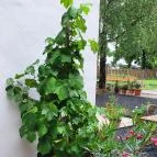 SkizoBor - Sike Balazs Pinceje - Nefelejcs Badacsonytördemic - Egyéb