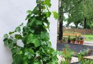 SkizoBor - Sike Balazs Pinceje - Nefelejcs Badacsonytördemic