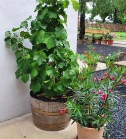 SkizoBor - Sike Balazs Pinceje - Nefelejcs