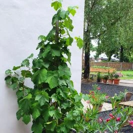 SkizoBor - Sike Balazs Pinceje - Nefelejcs Badacsonytördemic - Egyéb