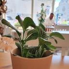 Sugar & Candy Szeged - Belső