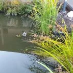 Sulyom Tájétterem Sarud - Egyéb