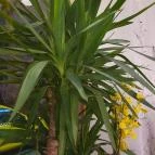 Sushi Wan Budapest - Egyéb