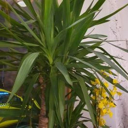 Sushi Wan, Budapest - Egyéb