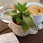 Süti nem süti Szeged - Étel/ital