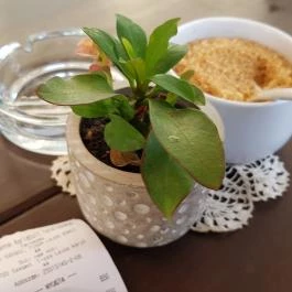 Süti nem süti Szeged - Étel/ital