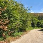 Széchenyi Zsigmond-kilátó Tés - Egyéb