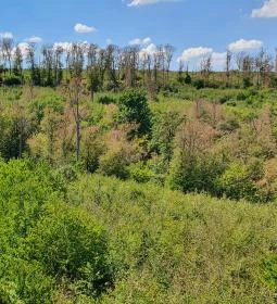 Széchenyi Zsigmond-kilátó