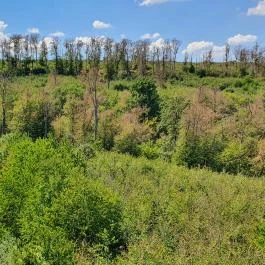 Széchenyi Zsigmond-kilátó Tés - Egyéb