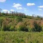 Széchenyi Zsigmond-kilátó Tés - Egyéb