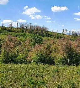 Széchenyi Zsigmond-kilátó