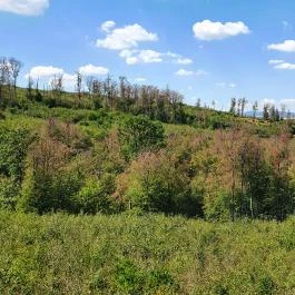 Széchenyi Zsigmond-kilátó Tés - Egyéb