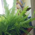 SzeletCake cukrászda Budakeszi - Egyéb