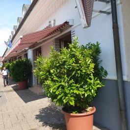 Szent Korona Cukrászda, Soltvadkert - Egyéb