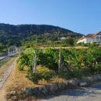 Szőlőhegy Bisztró Badacsonytomaj - Egyéb