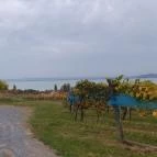 Szőlőhegy Bisztró Badacsonytomaj - Egyéb