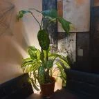 Tacet Brewery Taproom Budapest - Egyéb