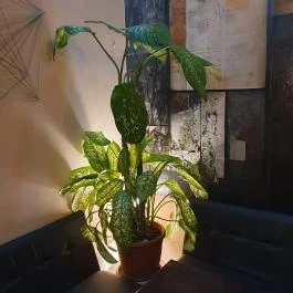 Tacet Brewery Taproom, Budapest - Egyéb