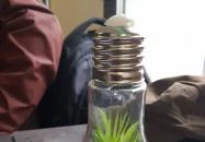 The Mayo Szeged The Mayo Szeged