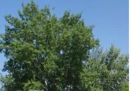 Tiki Beach Bisztró Zamárdi