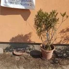 Vadgesztenye Étterem Bordány - Egyéb