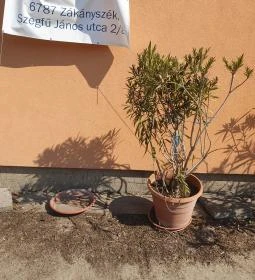 Vadgesztenye Étterem