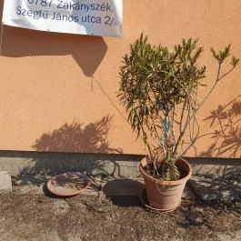 Vadgesztenye Étterem, Bordány - Egyéb