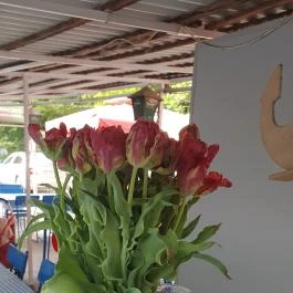 Vasmacska Halsütöde, Budapest - Egyéb