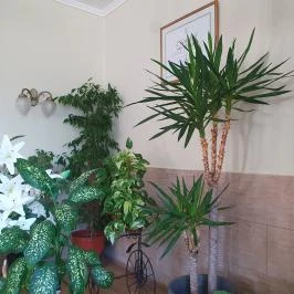 Vendéglő a Három Tölgyfához, Tatabánya - Belső