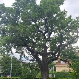 Villa Bagatelle, Budapest - Egyéb