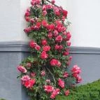 Villa Bagatelle Budapest - Egyéb