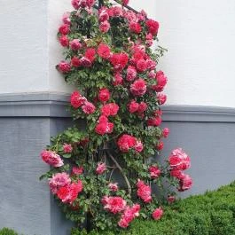 Villa Bagatelle, Budapest - Egyéb