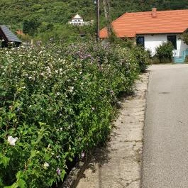 Villa Kabala Gastro Bistro Szigliget - Egyéb