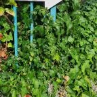 Villa Kabala Gastro Bistro Szigliget - Egyéb