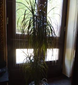 Vincent Bar & Pastry