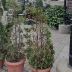 Vinozza Budapest - Egyéb