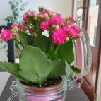 Virág Kávézó Paks - Egyéb