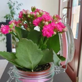 Virág Kávézó Paks - Egyéb