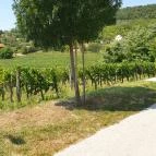 Vitis Kúria - A Badacsony kapuja Balatonrendes - Egyéb