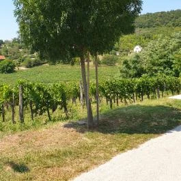 Vitis Kúria - A Badacsony kapuja Balatonrendes - Egyéb