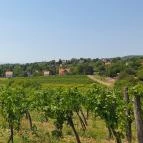 Vitis Kúria - A Badacsony kapuja Balatonrendes - Egyéb