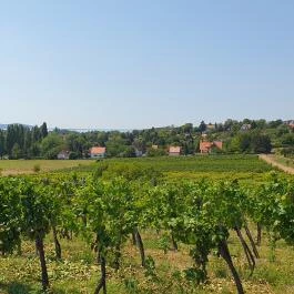 Vitis Kúria - A Badacsony kapuja Balatonrendes - Egyéb