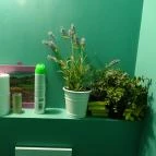 Vostro Budapest - Mosdó