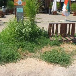 Wolf Burger, Szigethalom - Egyéb