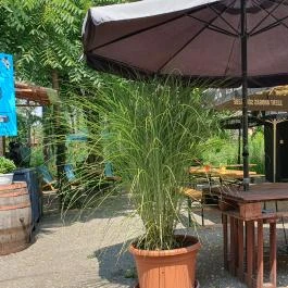 Wolf Burger, Szigethalom - Egyéb