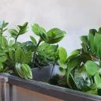 Zing Burger - Debrecen Debrecen - Egyéb