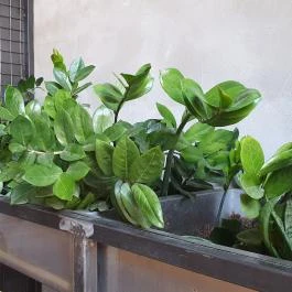 Zing Burger - Debrecen Debrecen - Egyéb