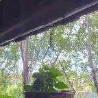 Zöld Ász Szabadszállás - Egyéb